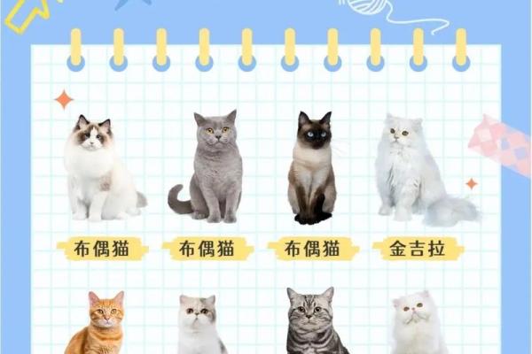 梦见猫是什么预兆 女性