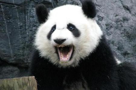 风华正茂打一生肖是什么动物