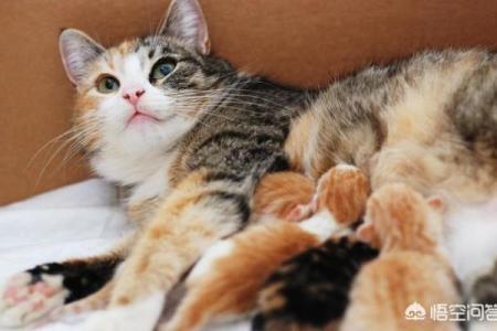 女人梦见猫是不吉之兆