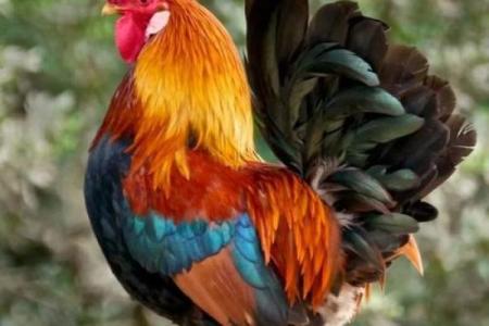 司晨报晓的动物是什么生肖