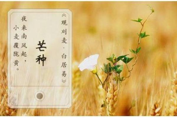 2020年芒种 2020年芒种