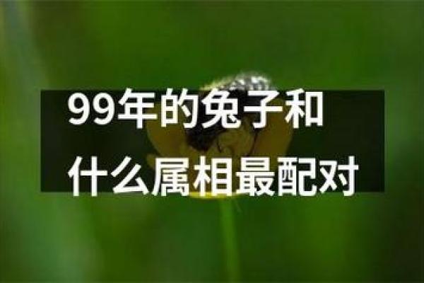 属兔最佳婚配前十名属相揭秘最合拍的生肖配对