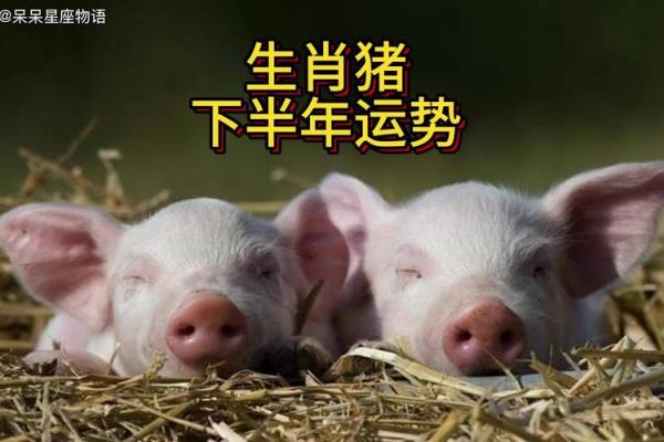 2025年属猪人年龄揭秘几岁运势如何_1739568059 2025年属猪人年龄揭秘几岁运势如何_1739568059