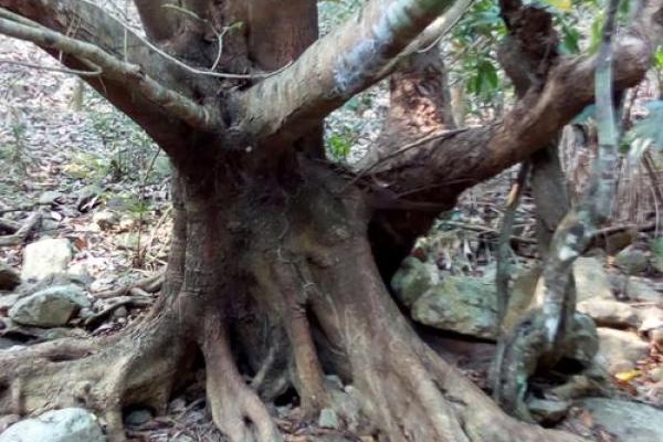 根深叶茂是什么生肖(根深叶茂下一句是什么) 根深叶茂是什么生肖(根深叶茂下一句是什么)