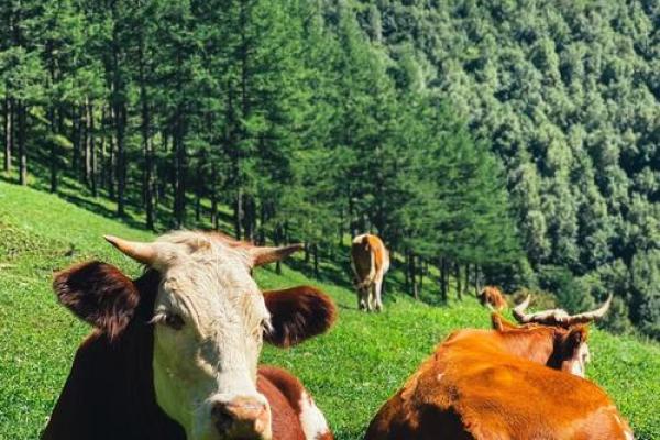 寒风细雨打一生肖 寒风细雨打一生肖