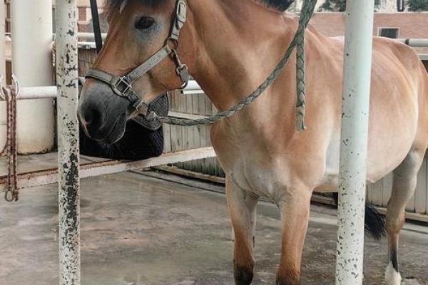 “马马虎虎”指什么生肖，马马答案解释释义落实