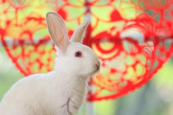 2025年87年火兔运势解析财运事业感情全预测