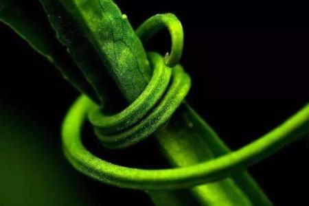 顺藤摸瓜是什么生肖