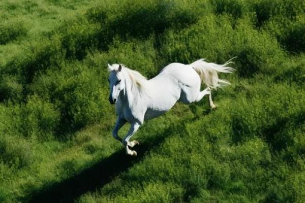 童心未泯打一个动物