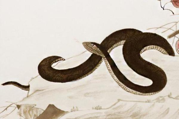 聚精会神是什么生肖(聚精会神是什么生肖15天)