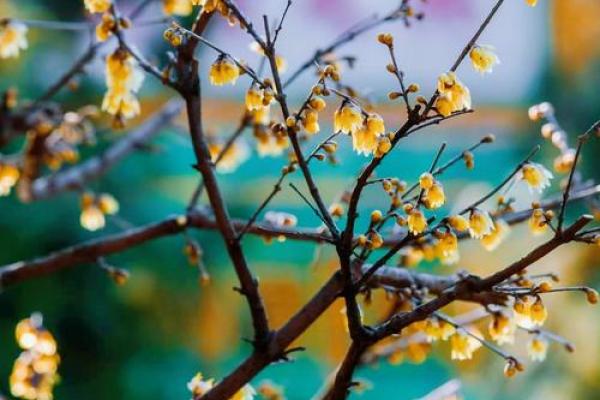 “寒冬腊月”打一个生肖动物,寒冬腊月打一准确生肖和数字答案解释释义落实 “寒冬腊月”打一个生肖动物,寒冬腊月打一准确生肖和数字答案解释释义落实