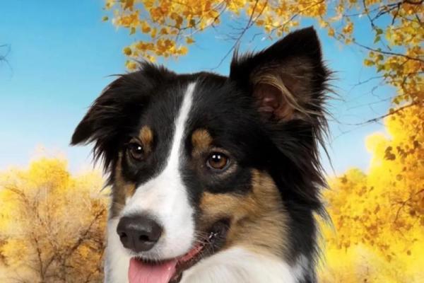 生手生脚指什么生肖 生手生脚指什么生肖