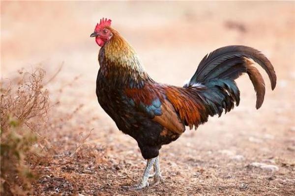 2005属鸡今年多大了_2005年属鸡的今年多少岁 2005属鸡今年多大了_2005年属鸡的今年多少岁