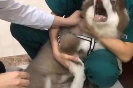 鬼哭狼嚎打一生肖