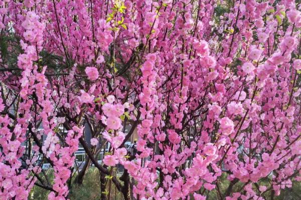 百花盛开打一生肖(百花盛开图片)