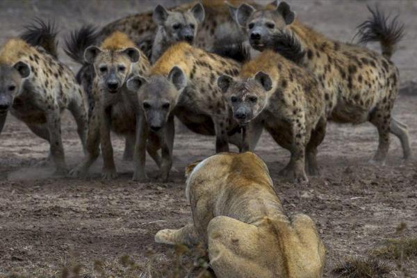 “咬紧牙根”打一生肖是什么，咬紧牙根是什么生肖答案解释释义落实