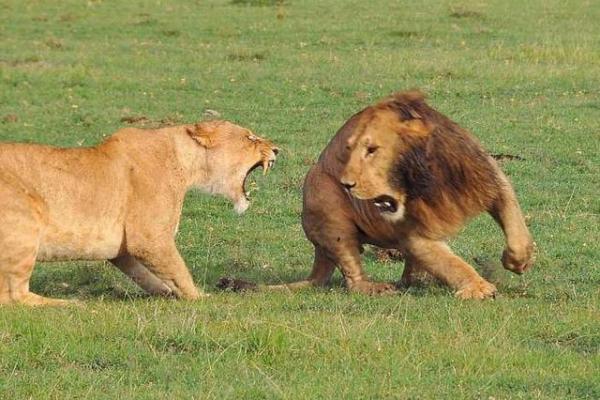 各霸一方打一动物 各霸一方打一动物