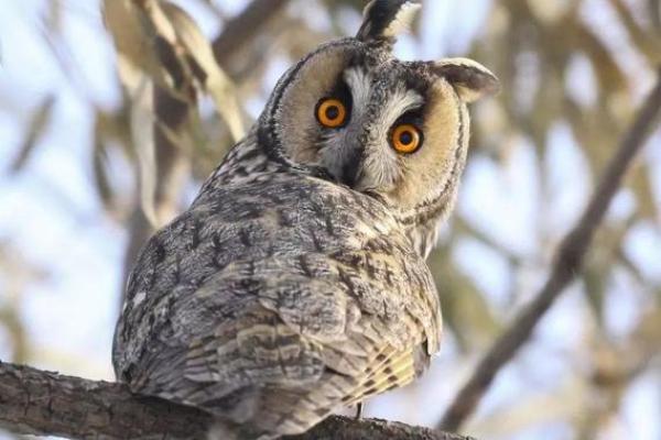 坐享其成是什么生肖(坐享其成是什么生肖草率了事是什么生肖)