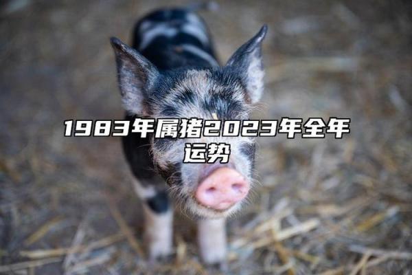 83年的猪2025年的运势 1983年的猪2025年的运势 83年的猪2025年的运势 1983年的猪2025年的运势