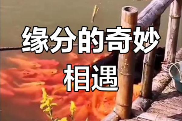 缘分惹的祸_缘分惹的祸一场命中注定的情感纠葛