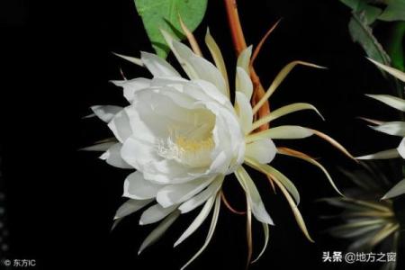 昙花一现是什么生肖