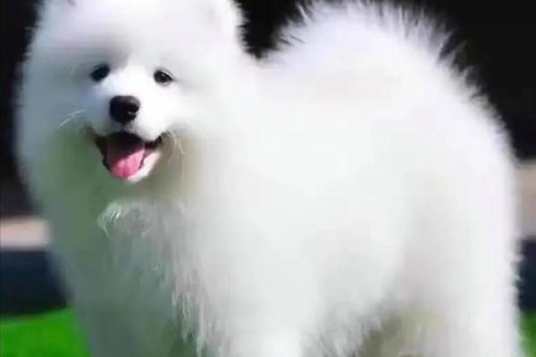 属狗的在2025年运势如何_1970属狗人2025年运势如何 属狗的在2025年运势如何_1970属狗人2025年运势如何