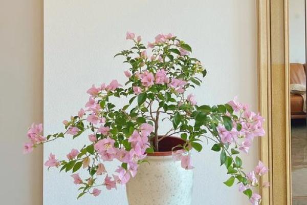 人家的闺女有花戴 人家的闺女有花戴