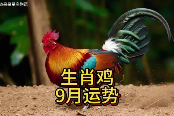 2024年属鸡的全年运势 2024年属鸡的全年运势1993