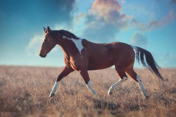 2025属马出车祸_2025年属马人车祸预警如何化解交通安全危机 2025属马出车祸_2025年属马人车祸预警如何化解交通安全危机