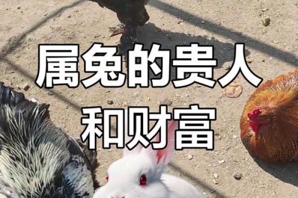 属兔人2025年运势及运程 2025年属兔人运势详解全年运程大揭秘