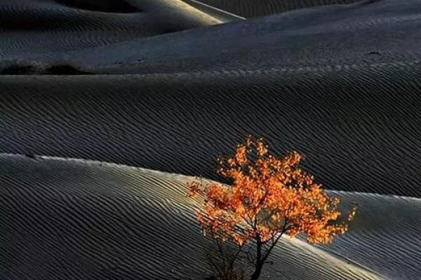 “肥田沃地”打一准确动物生肖，肥田沃地是什么生肖答案解释释义落实