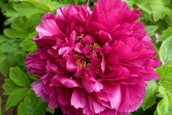 “国色天香”打一准确动物生肖，国色天香指什么生肖答案解释释义落实