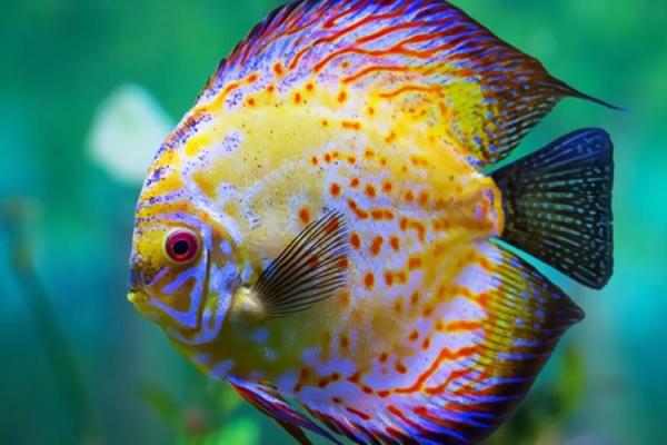 “火烧眉毛”打一正确的生肖，火烧眉毛打一个生肖答案解释释义落实