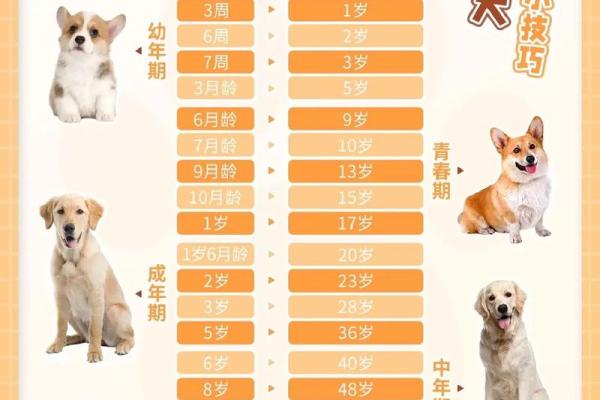 属狗今年多大年纪 属狗今年多大年纪