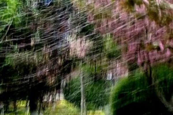 春风细雨指什么生肖 春风细雨指什么生肖