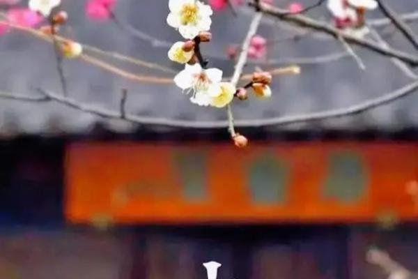 2016立春 2016立春