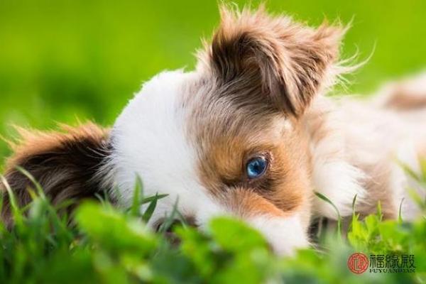 82年的狗五行属于什么_82年属狗五行属性解析你的命格属于什么 82年的狗五行属于什么_82年属狗五行属性解析你的命格属于什么