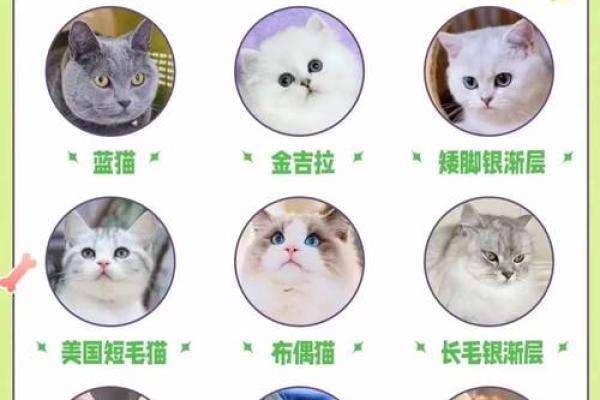 宠物名字情侣可爱的有哪些