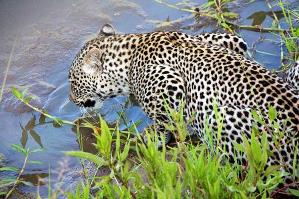 “邑犬群吠”打一个生肖动物，邑犬群吠打一动物答案解释释义落实