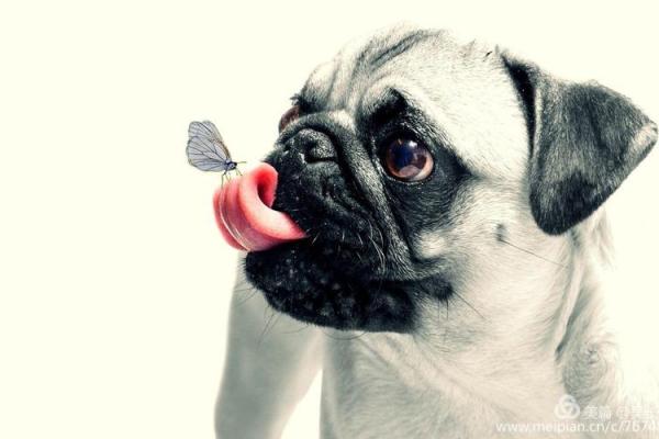 “邑犬群吠”打一个生肖动物，邑犬群吠打一动物答案解释释义落实