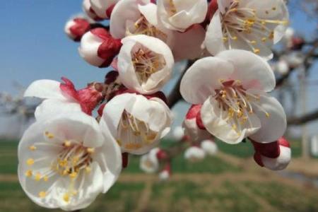 春风细雨指什么生肖