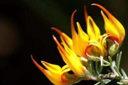 香车独占八天门是什么生肖