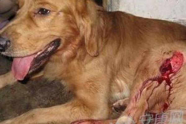 女人梦见狗扑上来咬