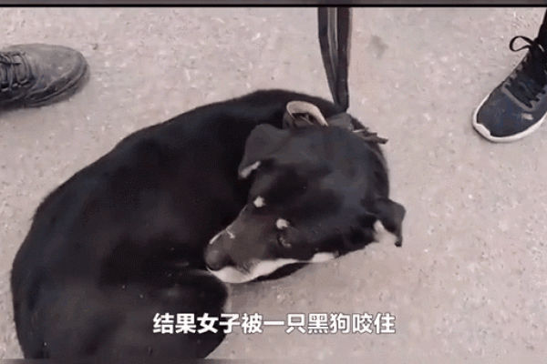 女人梦见狗往身上扑