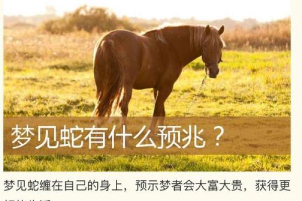 女人梦见蛇好不好