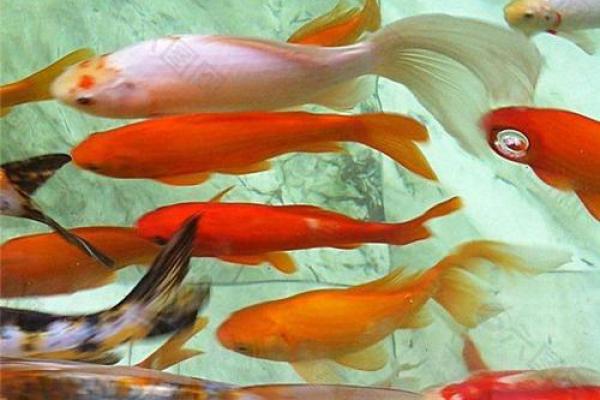 梦见吃鱼是什么意思周公解梦