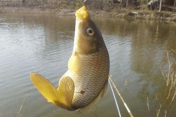 梦见吃鱼是什么意思周公解梦