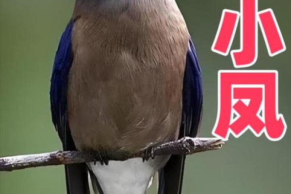 鸦巢生凤是什么生肖(鸦巢生凤什么意思)