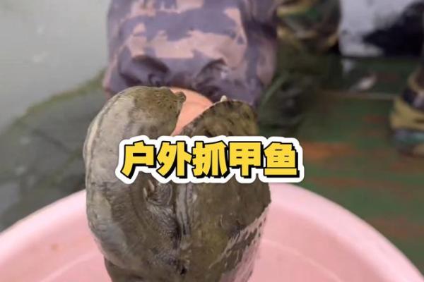 男人梦到抓甲鱼好不好