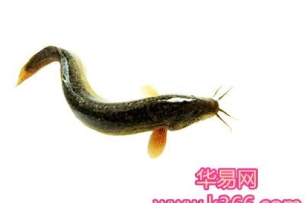 做梦梦到吃鱼是什么意思